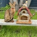 Отзыв о Зоовет: Хирург Цыбульская Мария Сергеевна