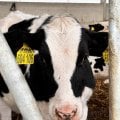 МИЛЕЙШИЕ ТЕЛЯТКИ!!!! 🐮