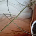 Саженцы цитрусовых.