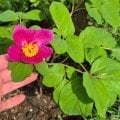 ОБМАН, ПЕРЕСОРТ, ОТРАВКА ДИКИХ ПИОНОВ ВМЕСТО СОРТОВЫХ