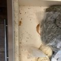 Три студентки мед вуза из Ирана снимали 3-х ком квартиру в Москве в 2023-2024г