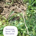саженцы этого магазина