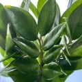 Отзыв о Flowwow: Именно здесь купила себе замиокулькис🪴, который давно хотела!