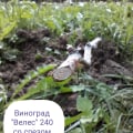саженцы этого магазина