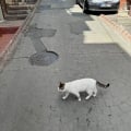 Планирую ещё раз отправиться в круиз.