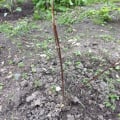 Претензия к некачественному товару