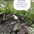 саженцы этого магазина