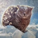Ирина Шутова