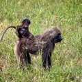 Отзыв о Турагентство Сафари Занзибари: Море впечатлений! Спасибо за грамотно подобранный тур