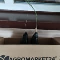 Не соответствует заявленному растения