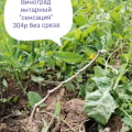 саженцы этого магазина