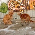 Больше не боюсь за своих рыжих