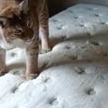 Матрас и ковер отмыли. Респект