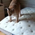 Матрас и ковер отмыли. Респект