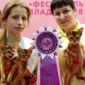 Мошенница Светлана Загуменова Загуменнова заводчица кошек Санкт-Петербург Таллинн Нарва