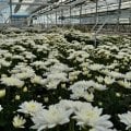 Отзыв о ЦветКом: благодарность для Цветком