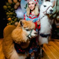 Отзыв о «Экзотик-шоу» Дмитрия Николау: Альпаки и Ламы www.lamaprazdnik.ru