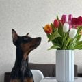 Отзыв о Ветеринарная клиника Друг: Хорошие врачи!