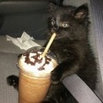 Анна Плешко
